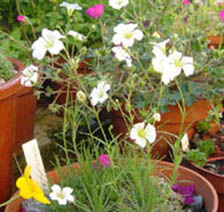 Arenaria ledebouriana